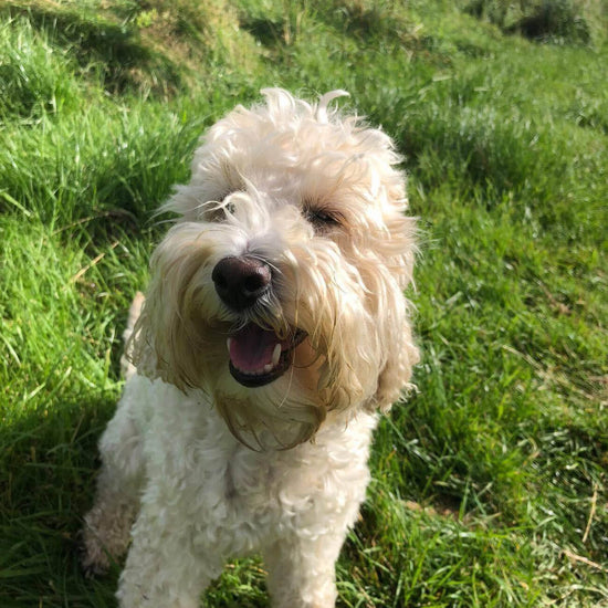 Nellie on lunch-break