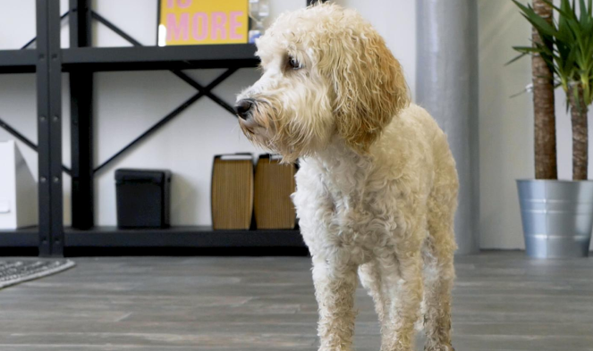 Nellie in the Rainy City Agency office