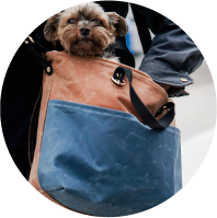 Dog inside Klum House bag 